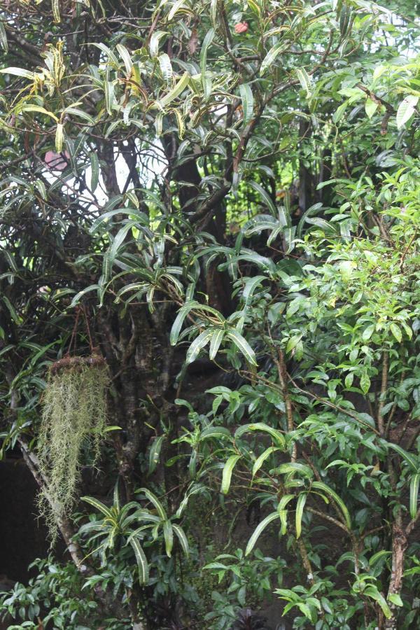 Lazy Bear Best Hostel In Kandy Ngoại thất bức ảnh